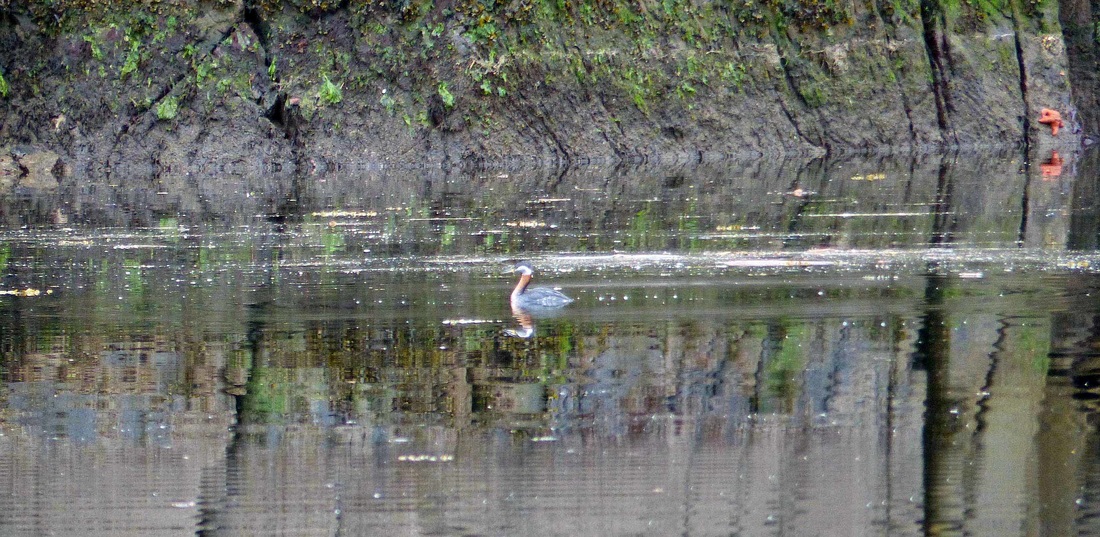 Red-necked grebe (Podiceps grisegena)