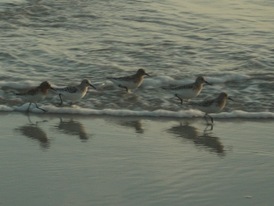 Sanderling  (Calidris alba)