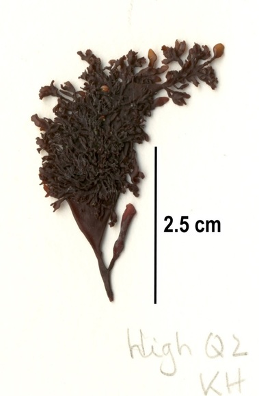Mastocarpus intermedius