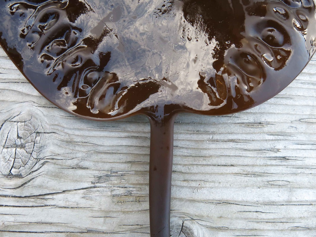 Split kelp (Saccharina groenlandica)