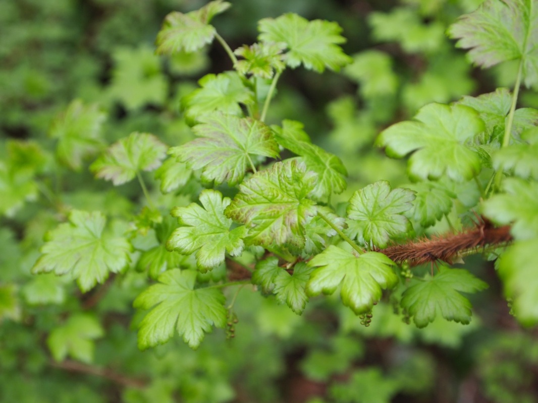 Black gooseberry (Ribes lacustre)