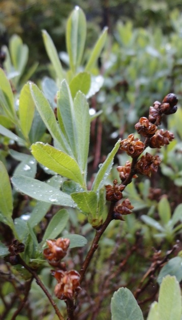 Sweet gale (Myrica gale)