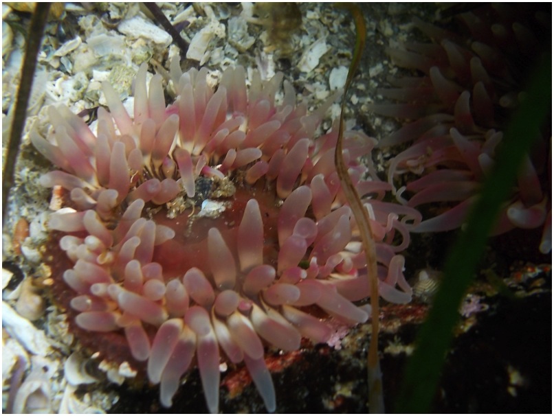 Stubby rose anemone (Urticina clandestina)