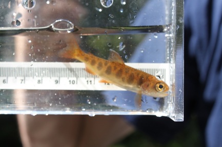 Coho salmon (Oncorhynchus kisutch)