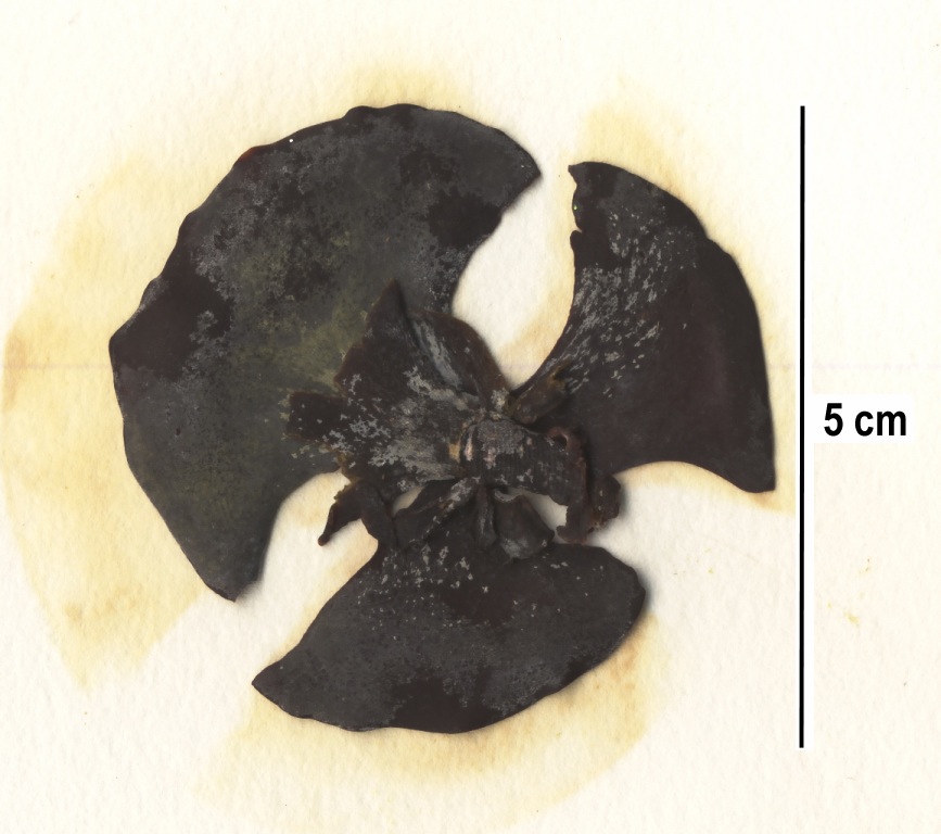 Cup and saucer seaweed (Constantinea simplex)