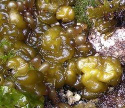 Sea cauliflower (Leathesia marina)