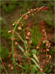 Sheep's sorrell, Rumex acetosella