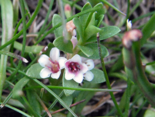 Sea-milkwort (Glaux maritima)