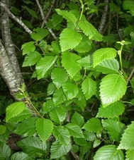 Sitka alder (Alnus viridis ssp. sinuata)