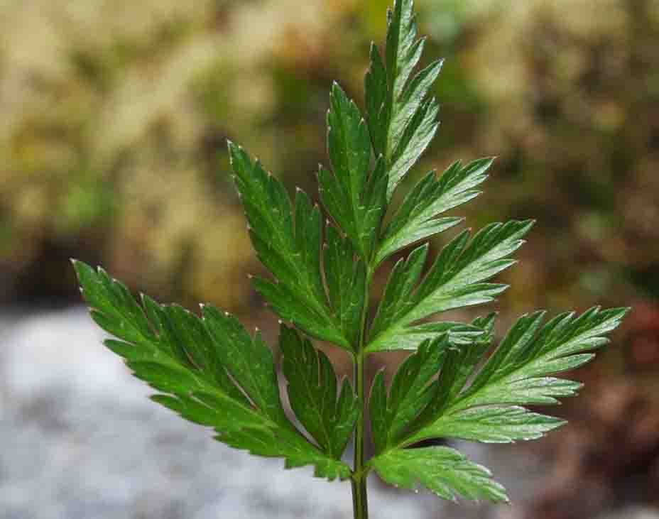 Pacific hemlock parsley (Conioselinum gmelinii)