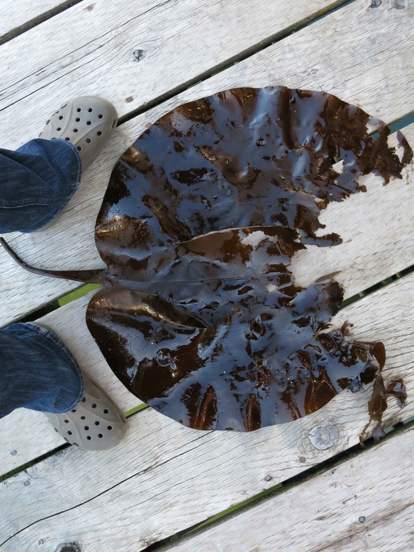 Split kelp (Saccharina groenlandica)