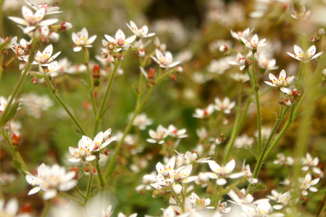 Alaska saxifrage (Saxifraga ferruginea)