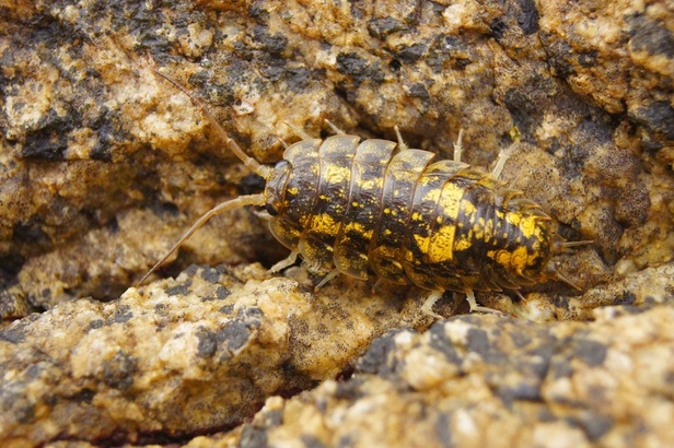 Sea slater, northern sea roach, rock louse (Ligia pallasi)
