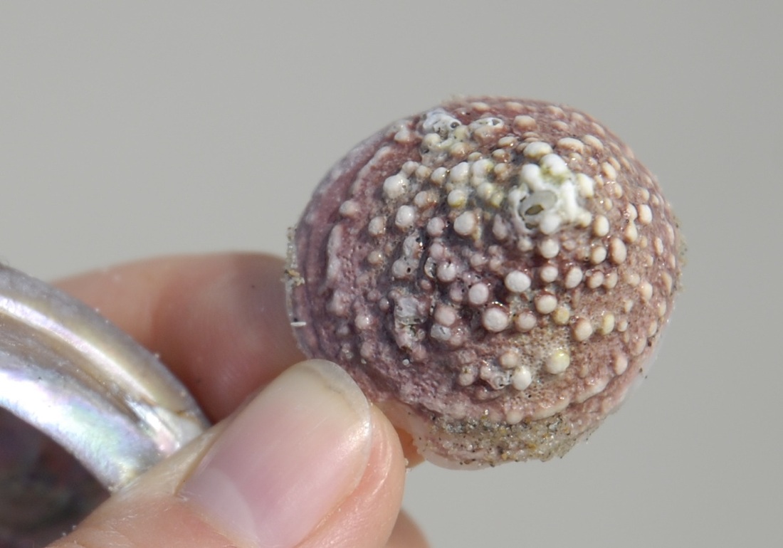 Whitecap limpet (Acmaea mitra)