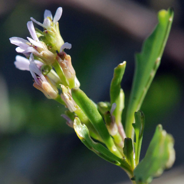 American searocket  (Cakile edentula)
