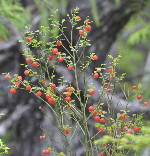 Red huckleberry (Vaccinium parvifolium)