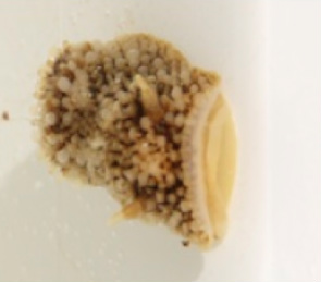 Barnacle nudibranch (Onchidoris bilamellata)