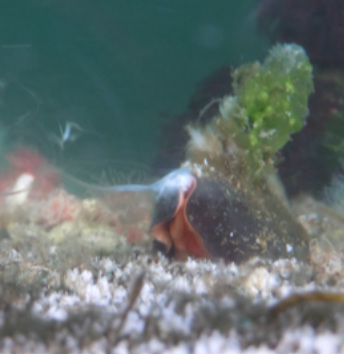 Black katy chiton (Katharina tunicata)