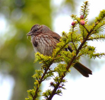 Song sparrow (Melospeiza melodia)