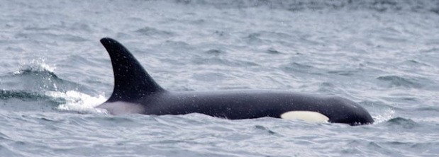 Killer whale (Orcinus orca)