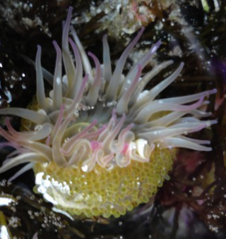 Aggregate anemone (Anthopleura elegantissima)