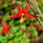 Red columbine (Aquilegia formosa)