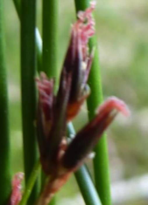 Baltic rush  (Juncus balticus)