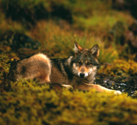 Coastal wolf  (Canis lupus)