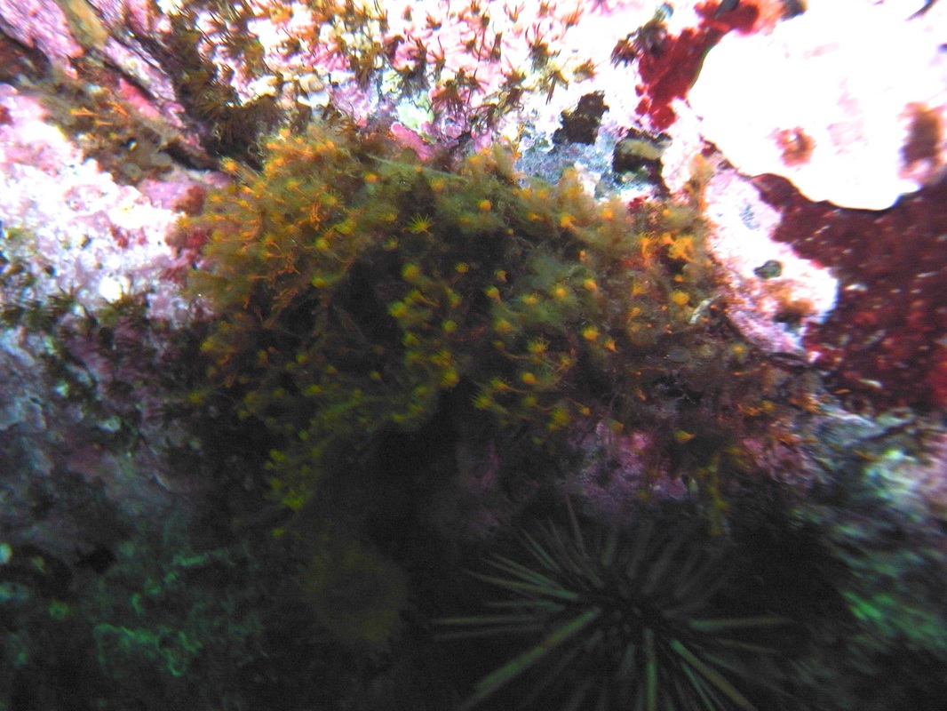 Orange hydroid (Garveia annulata)