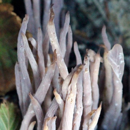 Purple club coral (Alloclavaria purpurea)