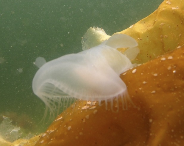 Hooded nudibranch  (Melibe leonina)