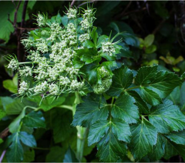 Sea watch (Angelica lucida)