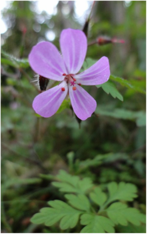 Robert's geranium • geranium robertianum