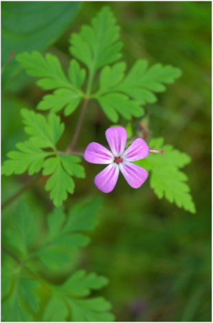 Robert's • geranium robertianum