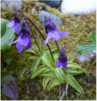 Common butterwort (Pinguicula vulgaris)