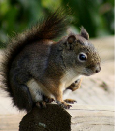 Red squirrel (Tamiasciurus hudsonicus)