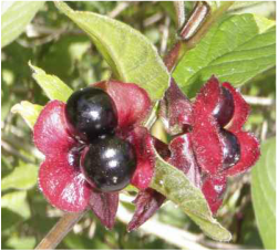 Black twinberry (Lonicera involucrata)