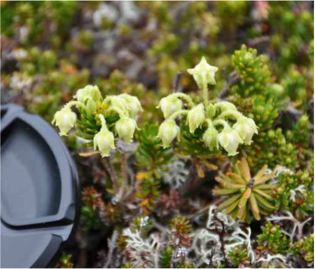 Yellow mountain-heather (Phyllodoce glanduliflora)