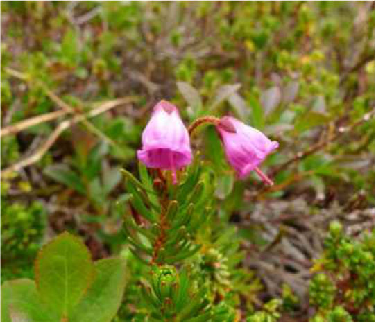 Pink mountain-heather (Phyllodoce empetriformis)