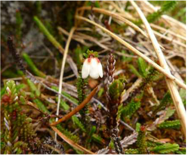 Alaskan mountain-heather (Harrimanella stelleriana)