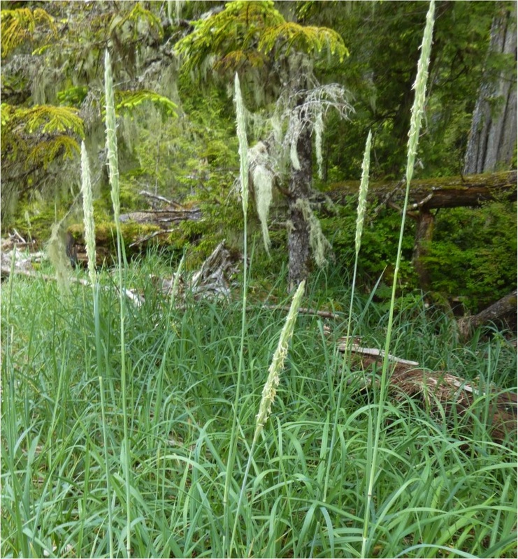 Dunegrass  (Elymus mollis)