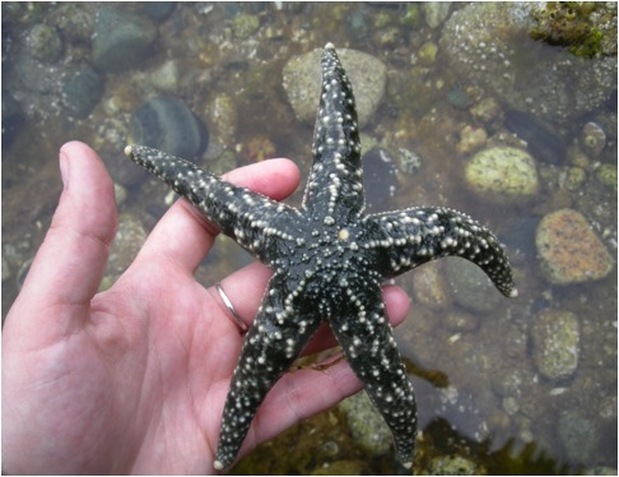 Mottled star (Evasterias troschelli)
