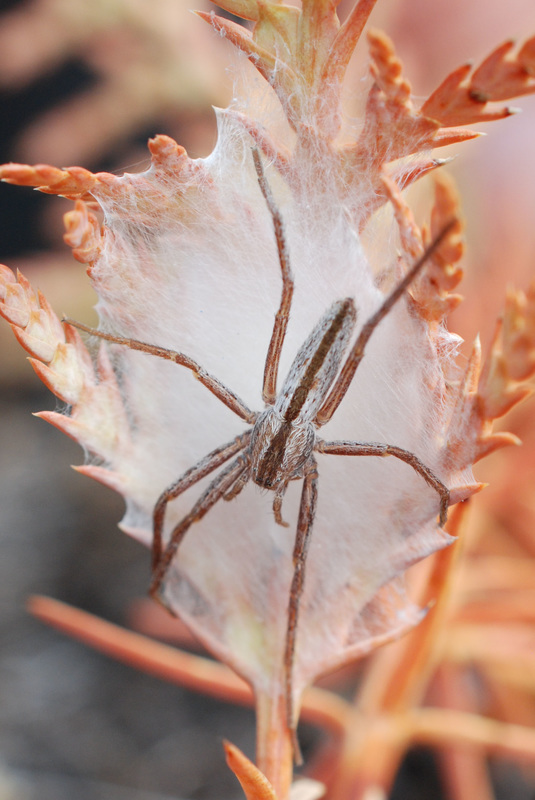 Slender crab spider (Tibellus oblongus)