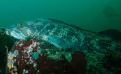 Lingcod (Ophiodon elongatus)
