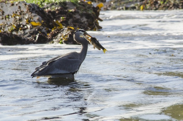Great blue heron (Ardea herodias)