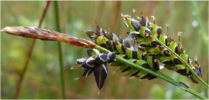 Pale sedge  (Carex livida)