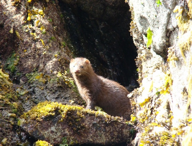 American mink (Neovison vison)