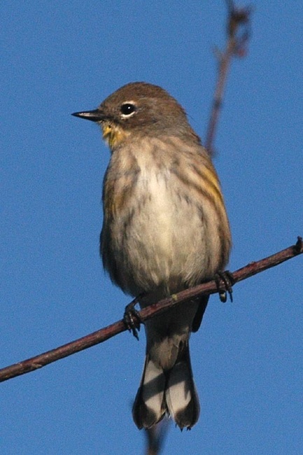 Audubon's yellow-rumped warbler (Setophaga coronata auduboni)