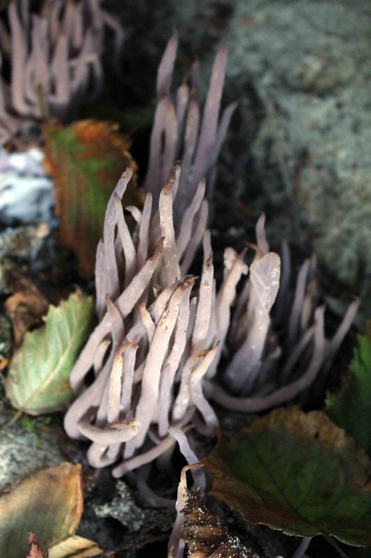 Purple club coral (Alloclavaria purpurea)
