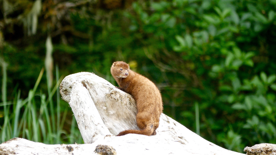American mink (Neovison vison)